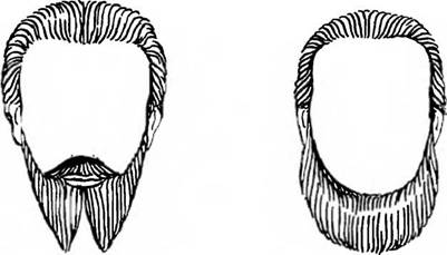 Двойная клинообразная борода